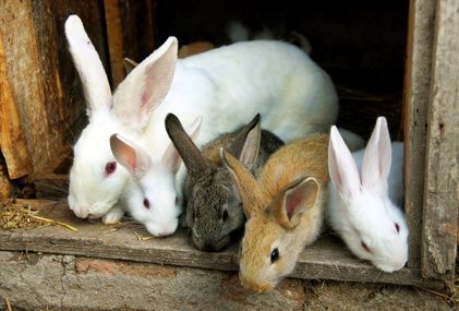 Lapines gestantes — prêtes à mettre bas — prix ferme