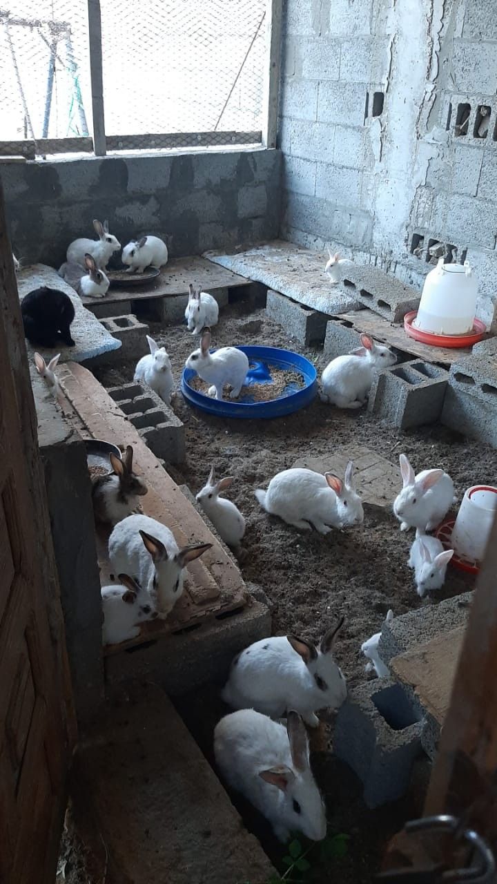 Lapins Géant de Flandre — adultes — prix ferme