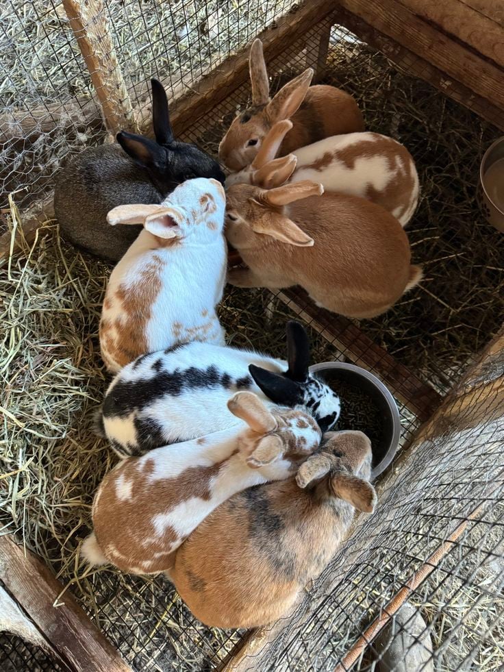 Lapins Rex — race à fourrure et chair — prix ferme