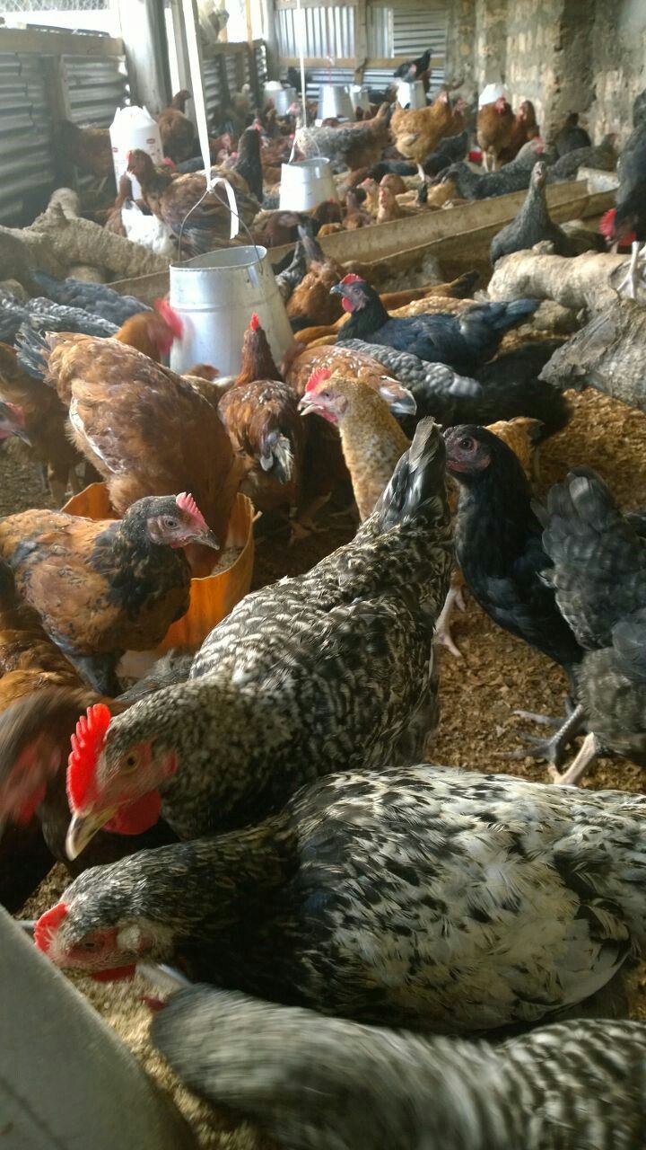 Poulets locaux variés — direct producteur — élevage local