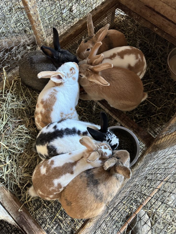 Lapins Rex — race à fourrure et chair — prix ferme