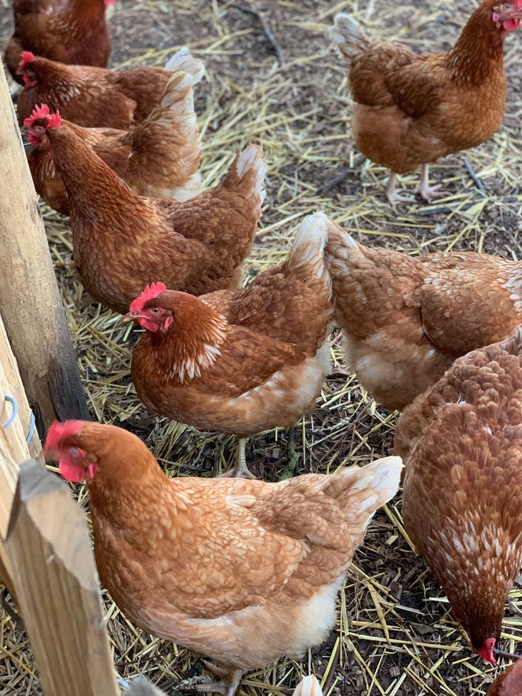Poules pondeuses en pleine production — prix ferme