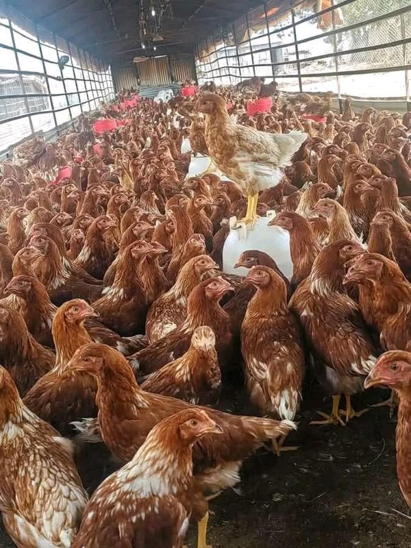 Poulets pondeuses ISA Brown — fin de cycle — prix ferme