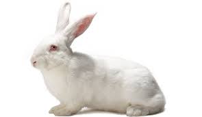 Lapins géants Néo-Zélandais reproducteurs — élevage local