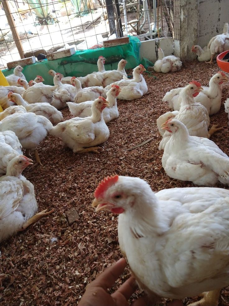 Poulets de chair Cobb 500 — 7 semaines — lot disponible