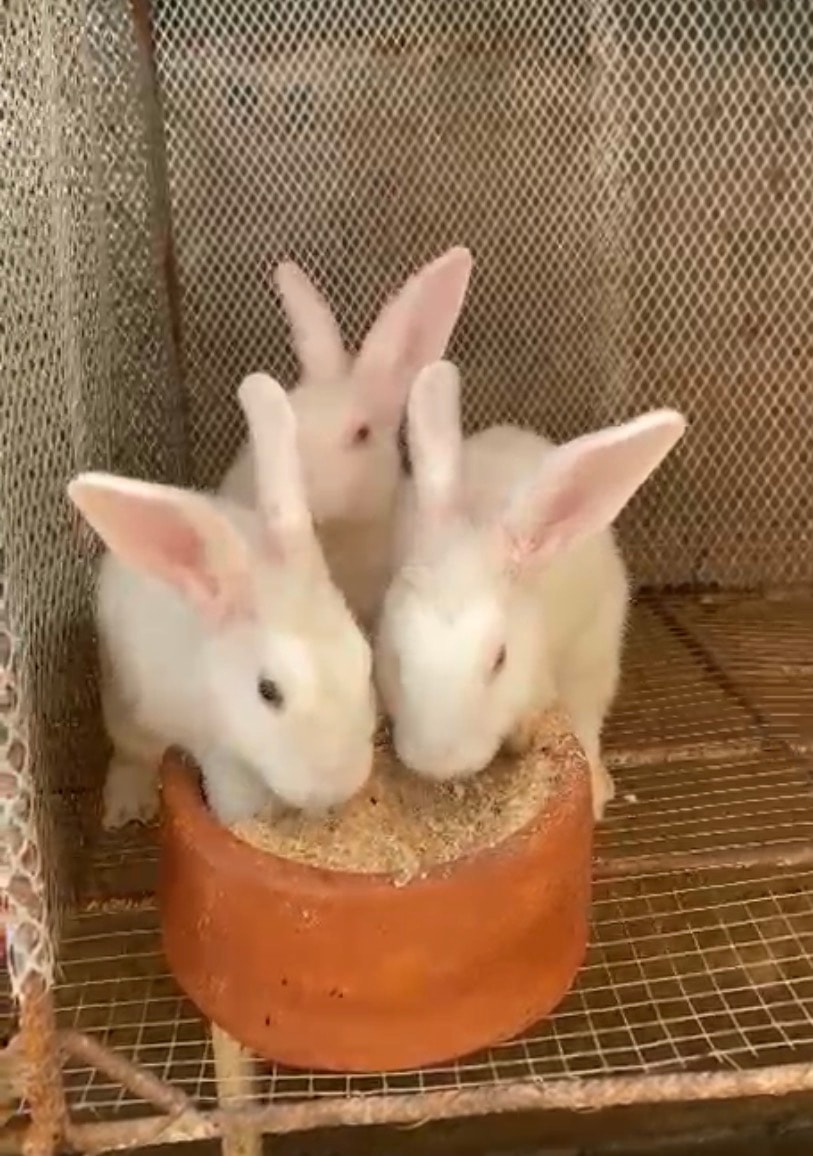🐇 LAPINS MÂLES À VENDRE – 5 MOIS