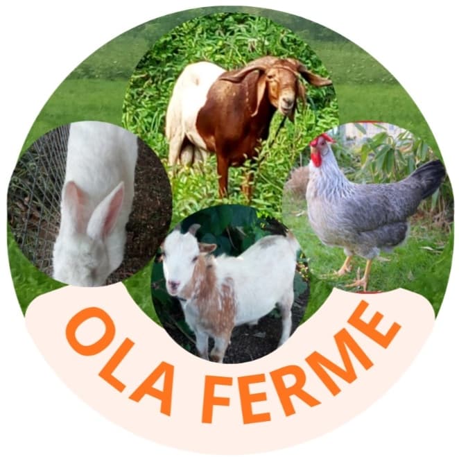 OLA FERME