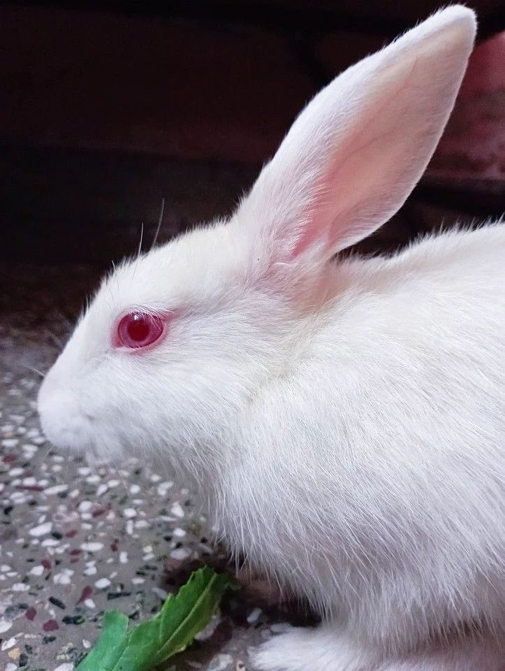 4 Lapins hyla race pure disponible immédiatement à Porto-Novo ( Gbodjè ) 2