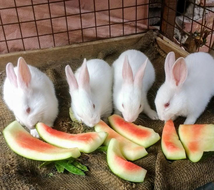 4 Lapins hyla race pure disponible immédiatement à Porto-Novo ( Gbodjè ) 1