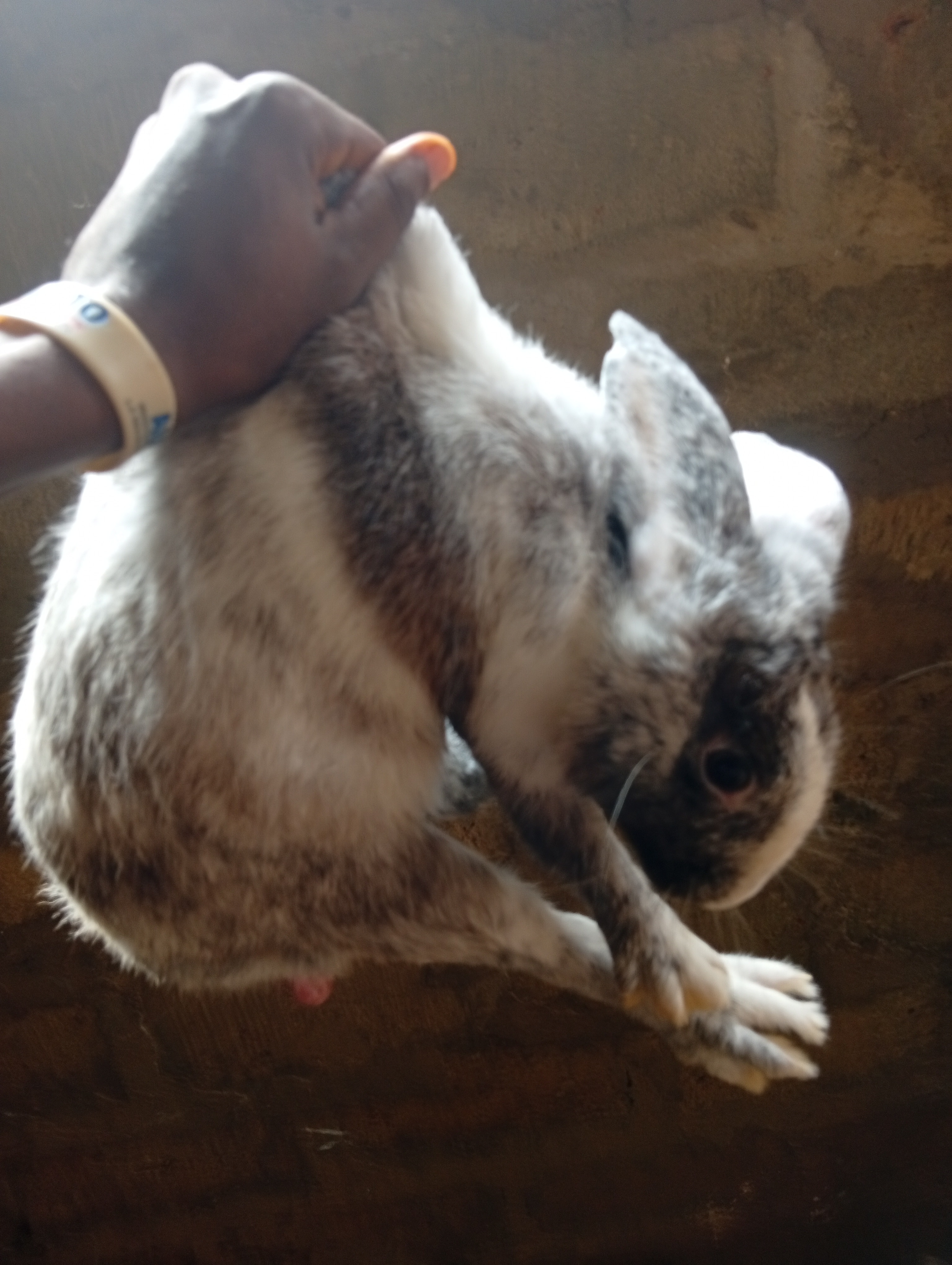 5 Lapins de 1,5kg de poid chacun a vendre Je fait l'abattage 3
