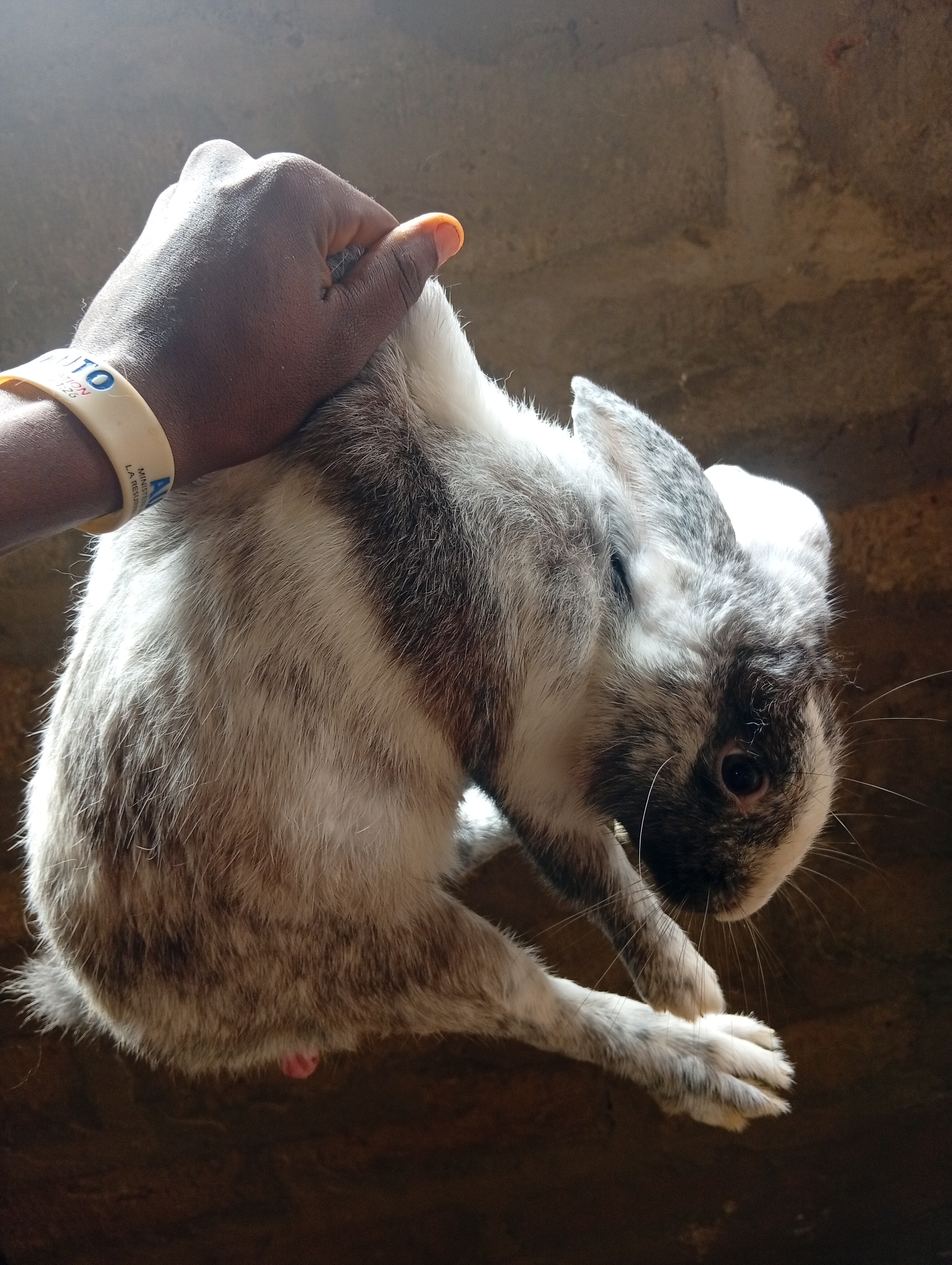 5 Lapins de 1,5kg de poid chacun a vendre Je fait l'abattage 2