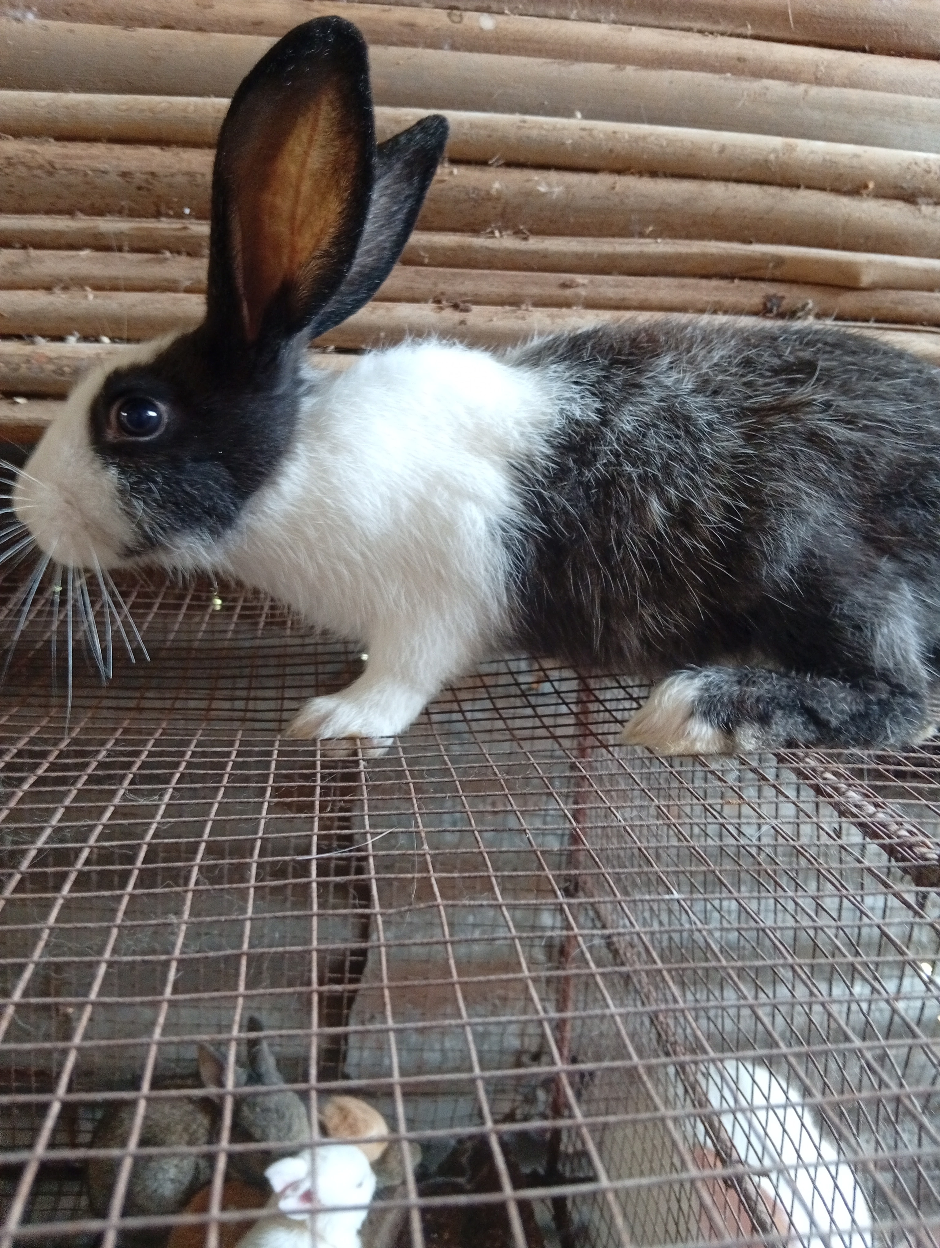 5 Lapins de 1,5kg de poid chacun a vendre Je fait l'abattage 1