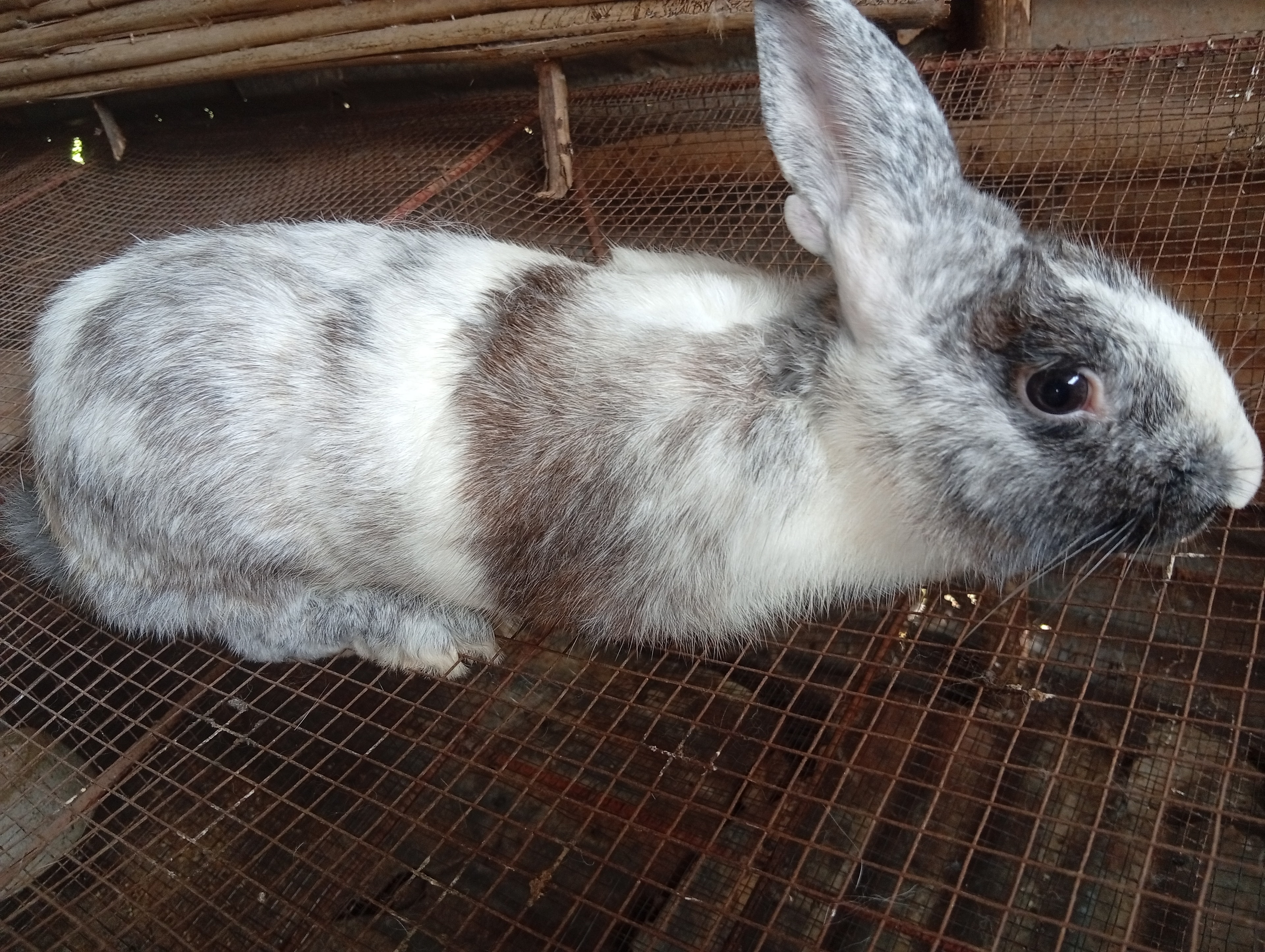 5 Lapins de 1,5kg de poid chacun a vendre Je fait l'abattage 4